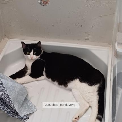 Photo 1/3 Aslan Chat lost in Montpellier