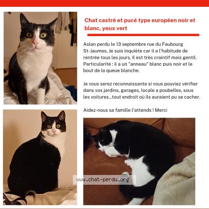 Photo 2/3 Aslan Chat lost in Montpellier