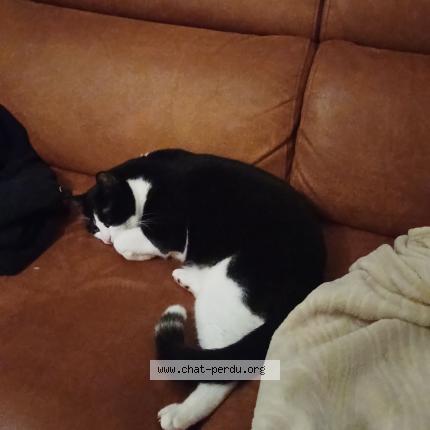 Photo 3/3 Aslan Chat lost in Montpellier