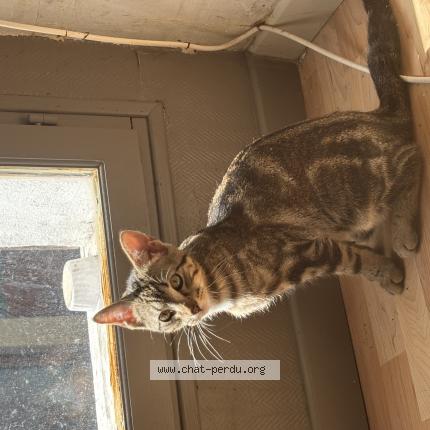 Photo 1/1 Prince Chat lost in Herblay sur seine