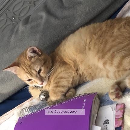 Photo 1/1 Nipsey Chat lost in Stone mountain