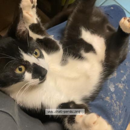 Photo 1/1 Crapule Chat lost in Laneuveville devant nancy