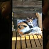 Picture of cat lost at Marseille