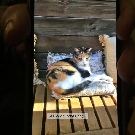 Photo 1/1 mia Chat lost in Marseille