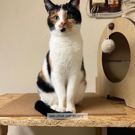 Photo 1/1 Daisy Chat lost in Les mureaux