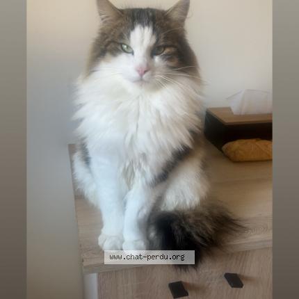 Photo 1/1 Dobby Chat lost in Ussel