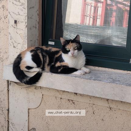 Photo 1/1 Tokyo Chat lost in Neant sur yvel