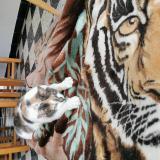 Picture of cat lost at Toulouges