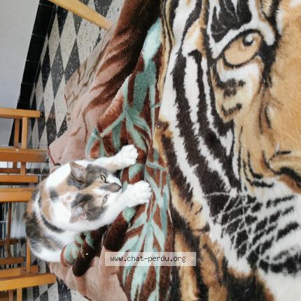 Photo 1/1 Ayamie Chat lost in Toulouges