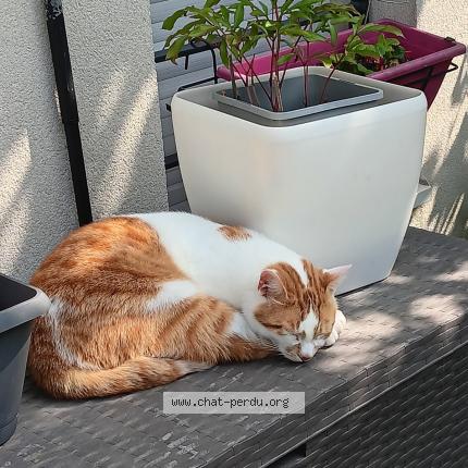 Photo 1/1 Pralinou Chat lost in Pierrelaye