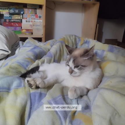 Photo 1/1 Cat reunited Lost in La ferte bernard