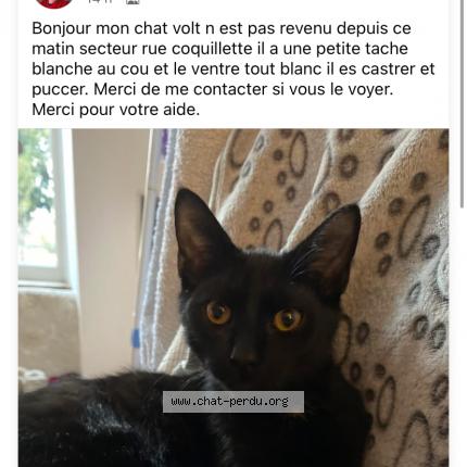 Photo 1/1 Volt Chat lost in Patay