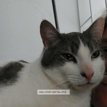 Photo 1/1 Minou Chat lost in Vielmur sur agout