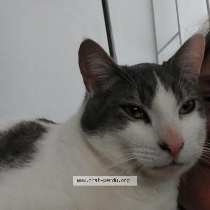 Photo 1/1 Minou Chat lost in Vielmur sur agout