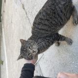 Picture of cat found at Paris