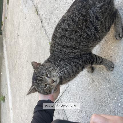 Photo 1/1 Found cat Found in Paris