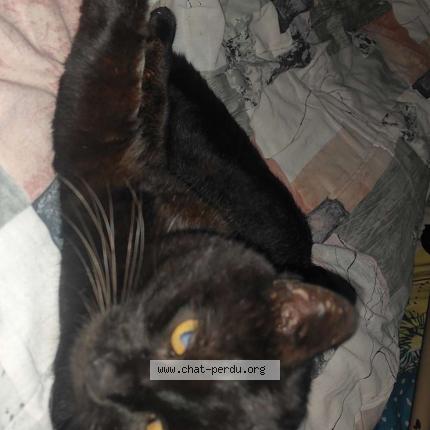 Photo 1/1 Peluche Chat lost in Pusignan