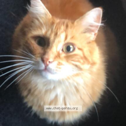 Photo 1/1 Moumoune Chat lost in Oignies