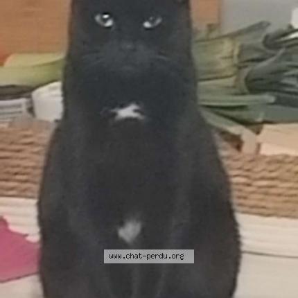 Photo 1/1 Oreo Chat lost in Oignies