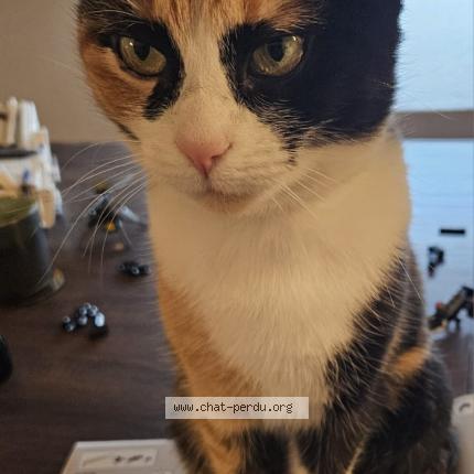 Photo 1/1 Chatoune Chat lost in Geispolsheim