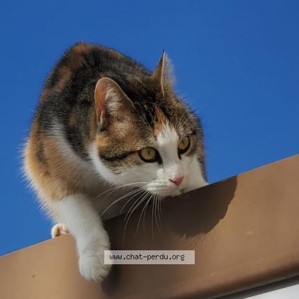 Photo 1/1 Moye Chat lost in St maurice colombier