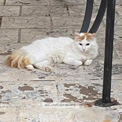 Photo 1/1 Wiliam Chat lost in Tranzault