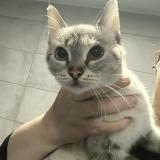 Picture of cat found at Hollain