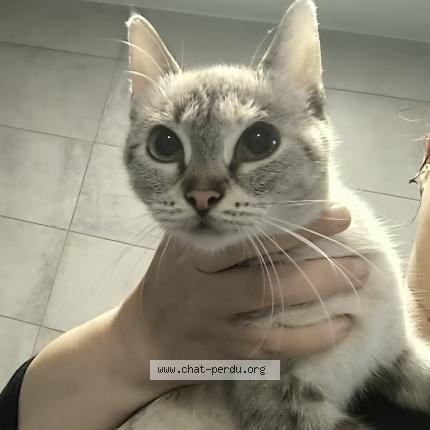 Photo 1/1 Found cat Found in Hollain