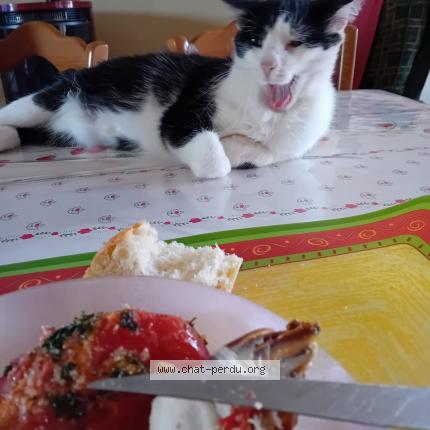 Photo 1/1 Minette Chat lost in Quezac