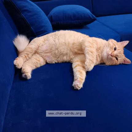 Photo 1/1 Pasha Chat lost in Le chambon feugerolles