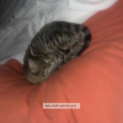 Photo 1/1 Minet Chat lost in Mitry mory