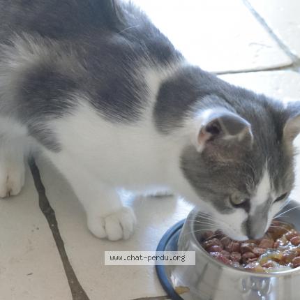 Photo 1/1 Cat reunited Found in Messe