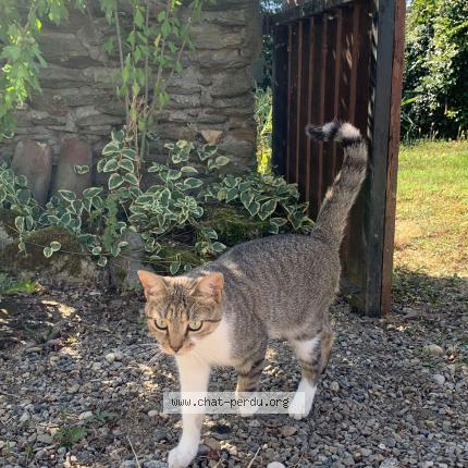 Photo 1/1 Tinette Chat lost in Echalas