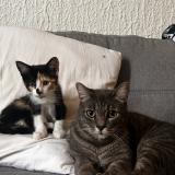 Picture of cat lost at Bayonne