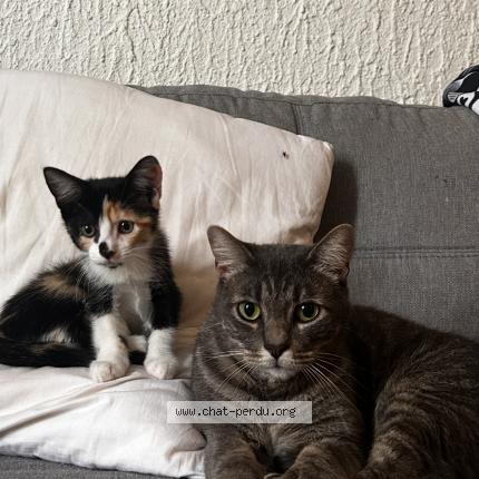 Photo 1/1 Escobar Chat lost in Bayonne