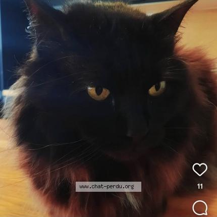 Photo 1/1 NEWTON Chat lost in Bordeaux