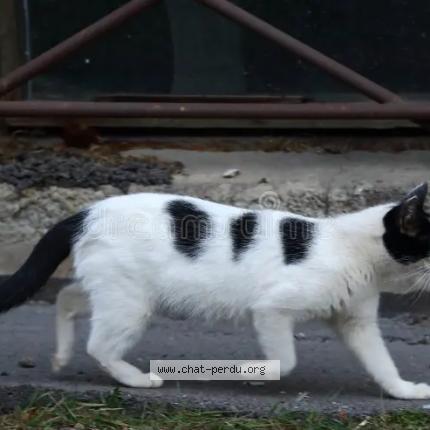 Photo 1/1 DARKACHOU Chat lost in Rosieres pres troyes