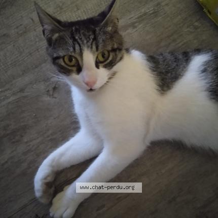 Photo 1/1 Duchesse Chat lost in Grasse