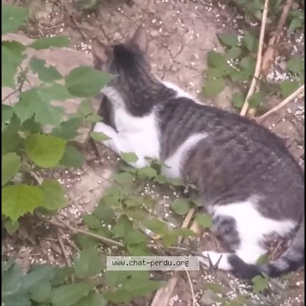 Photo 1/2 Duchesse Chat lost in Grasse