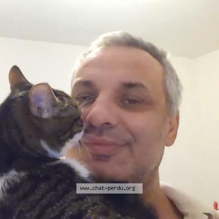 Photo 2/2 Duchesse Chat lost in Grasse