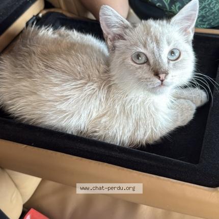 Photo 1/1 Tia Chat lost in Gaillard