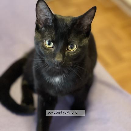 Photo 1/1 Milo Chat lost in Toronto