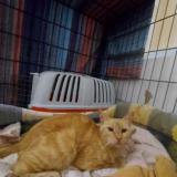 Picture of cat lost at Draveil