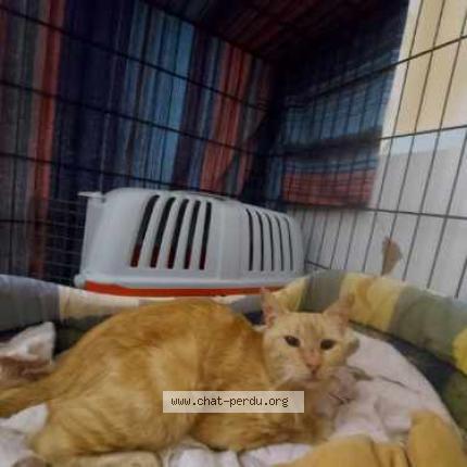 Photo 1/1 Petit soleil Chat lost in Draveil