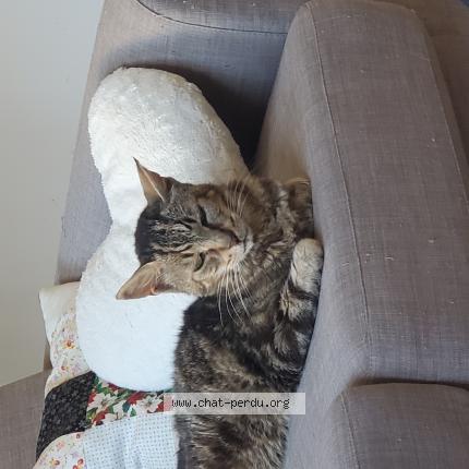 Photo 1/1 Tigrou Chat lost in Epinay sur seine