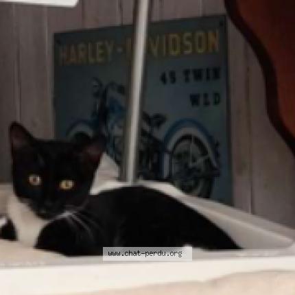 Photo 1/1 Cathy Chat lost in Orleans