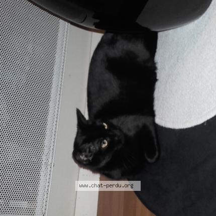 Photo 1/1 Shab Chat lost in Rennes