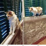 Picture of cat lost at Aurillac