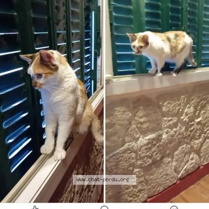 Photo 1/1 Nikita Chat lost in Aurillac