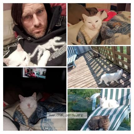 Photo 1/1 Bella Chat lost in La loge